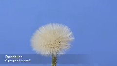 蒲公英