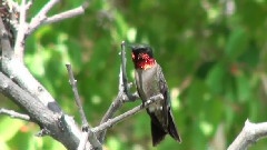 The Secret Life Of Hummingbirds