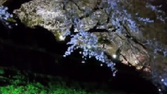 Enchanted Garden