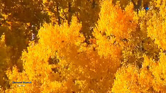 Colorful Autumn