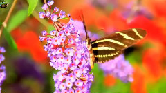 Chic Butterflies