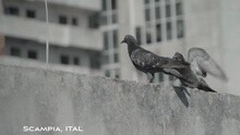 Schnappi Joy - Gomorra