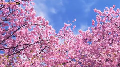 Cherry Blossoms In Kawazu Izu