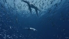 МОРСКИЕ МОНСТРЫ