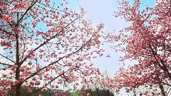 暗香