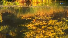 Autumn Breeze