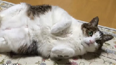 それが大事～ペットのいのちバージョン～