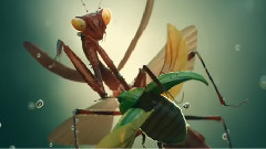 Insects