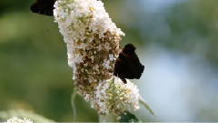 Butterflies Nature