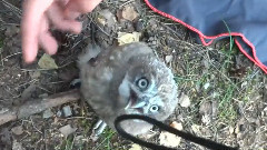 Just Hanging With A Baby Owl When