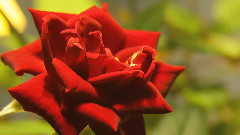 Beautiful Blooming Rose Flowers