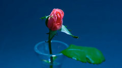 Beautiful Dancing And Romantic Flowers