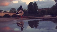 The Duck Whisperer