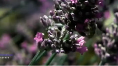 一棵开花的树