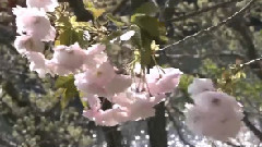 美丽的心情