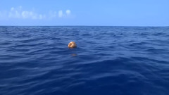Seagull