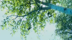 电影<森林战士>先行版预告片2