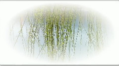 杨柳