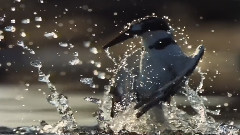 Amazing Water
