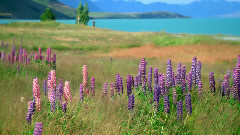 The Melody of the Spring New Zealand 大地之诗 春.新西兰