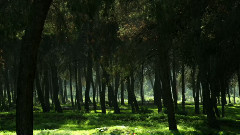 Paradise Found By Musical Spa