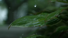 Relaxing Rains Of Asia By Musical Spa