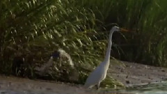 狩猎海岸