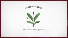 WINTER GARDEN Red Velvet_SMile for U_让爸爸笑开花的方法 (BGM: Red Velvet ‘三个愿望 (Wish Tree)’)