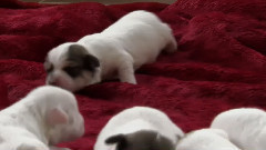 Too Cute 第二季