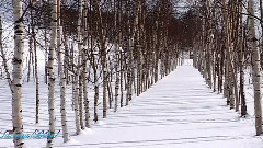 Blanketed In Snow