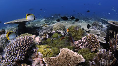 The Maldives in RED
