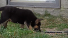 狗狗