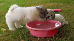 French bulldogs