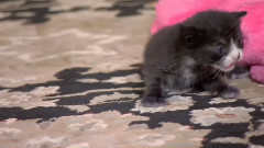 猫猫小夜曲