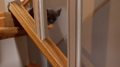 萌宠小猫