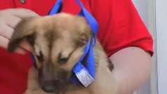 奇趣狗狗