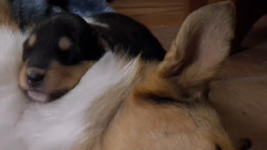 狗狗 3