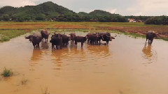 Koh Yao Noi