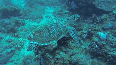 Cocos Keeling Islands