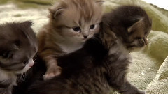 猫猫 2
