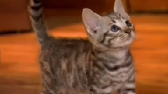 猫猫 4