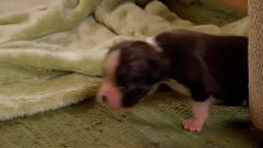 狗狗 11