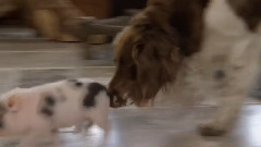 狗狗 14