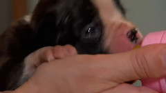 狗狗 16