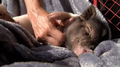宠物猪