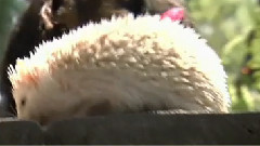 宠物兔兔 5