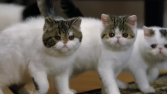 萌宠小猫