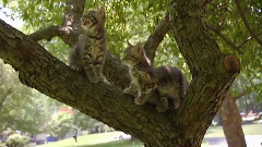 萌宠小猫