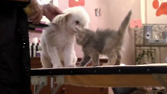 宠物小猫