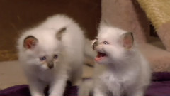小猫多多